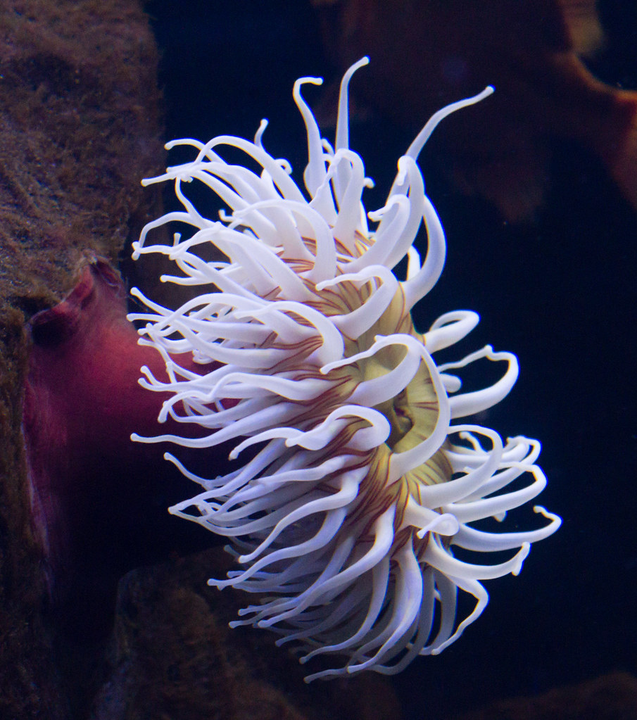 A tropical red sea anemone with a yellow center waves its white arms while attached to a rock in a large tank in the Melbourne Aquarium