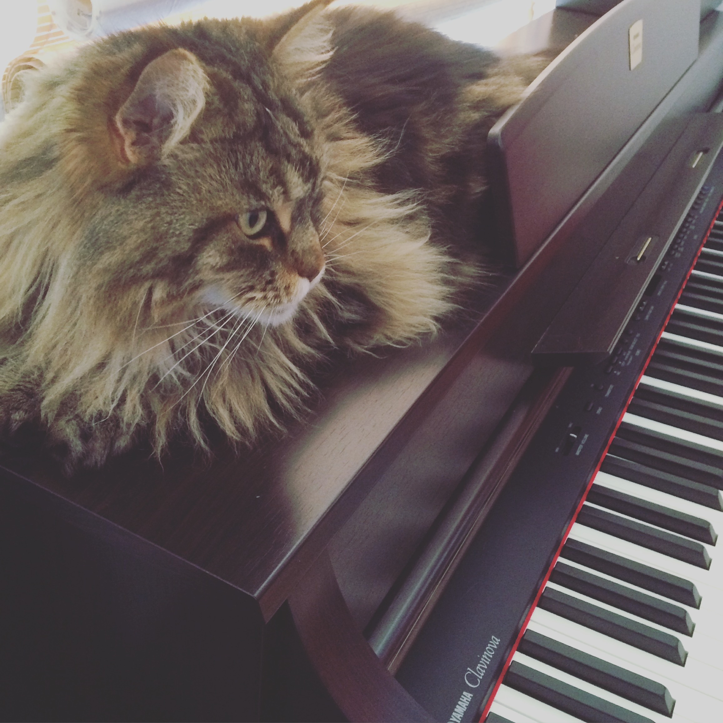 Cookie on the piano
