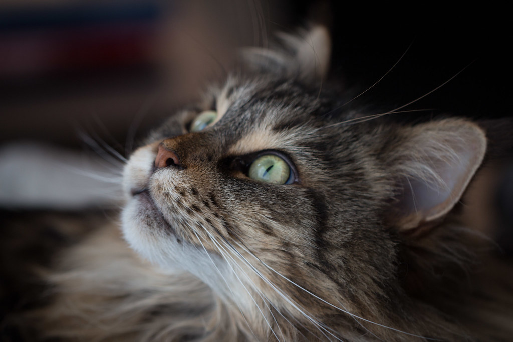 Cat looking up