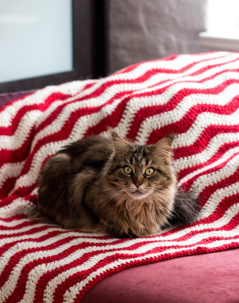 Cookie, a tabby Maine Coon cat sits on a red and white crocheted zigzag woollen blanket.