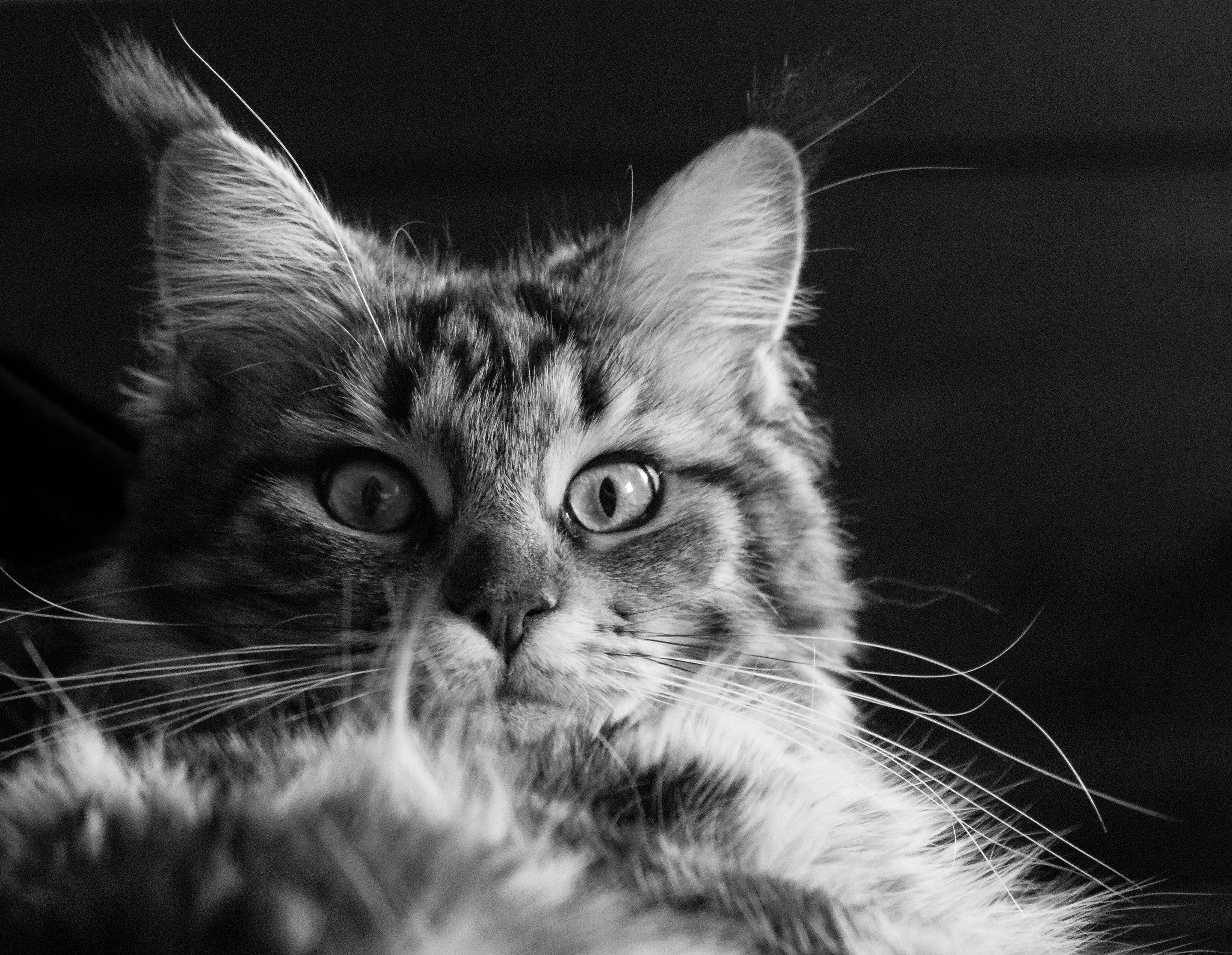 A grumpy cat - maybe she has a headache?