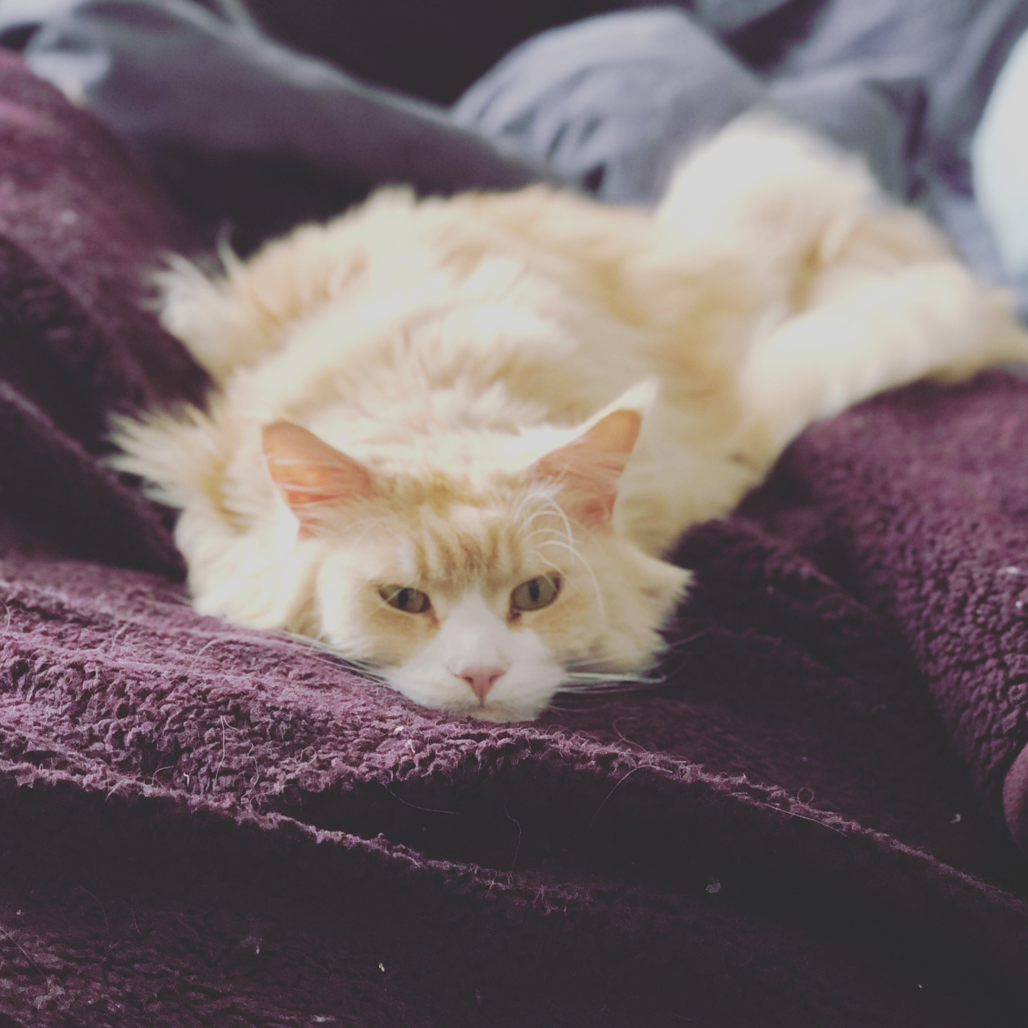 Johnny, a ginger Maine Coon cat is lying on a sofa in a long line with his legs tucked under and his chin way out front, staring at the camera