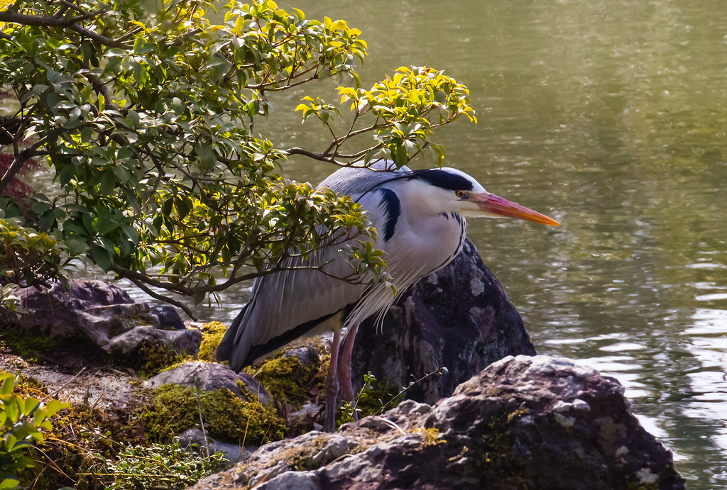 A heron pulls its neck in on a cold day in Kyoto, Japan.