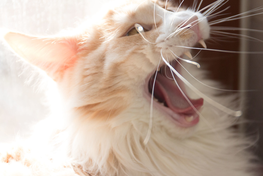 A laughing long-haired ginger cat with long white whiskers