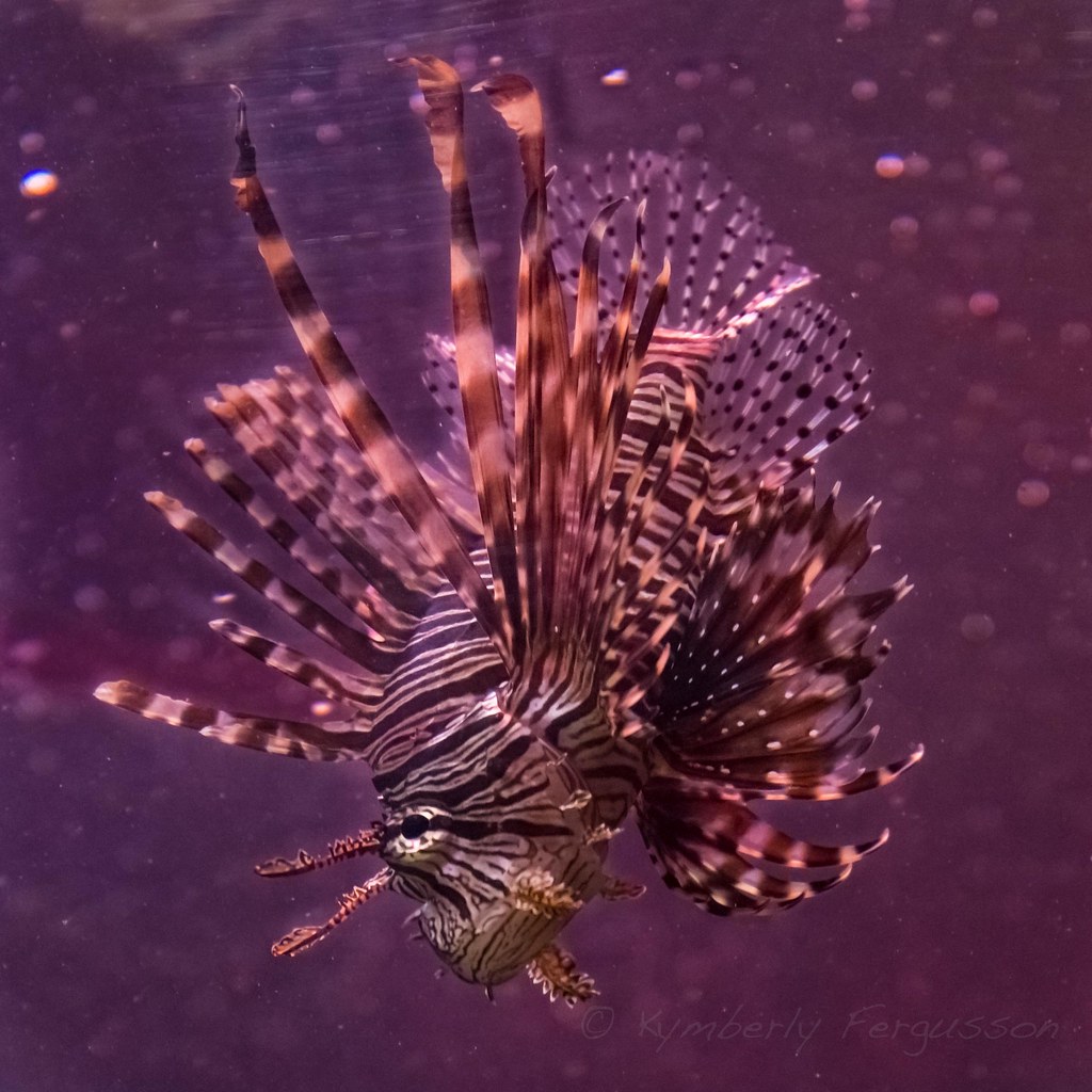 The lion fish is becoming a big problem around the world.