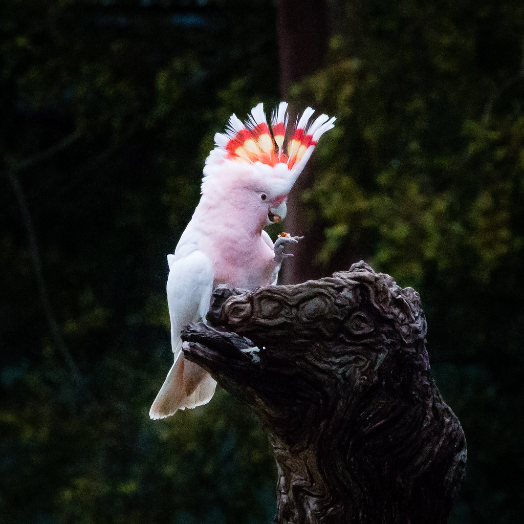 A pink Major Mitchell cockatoo at Healesville Sanctuary near Melbourne in Australia.