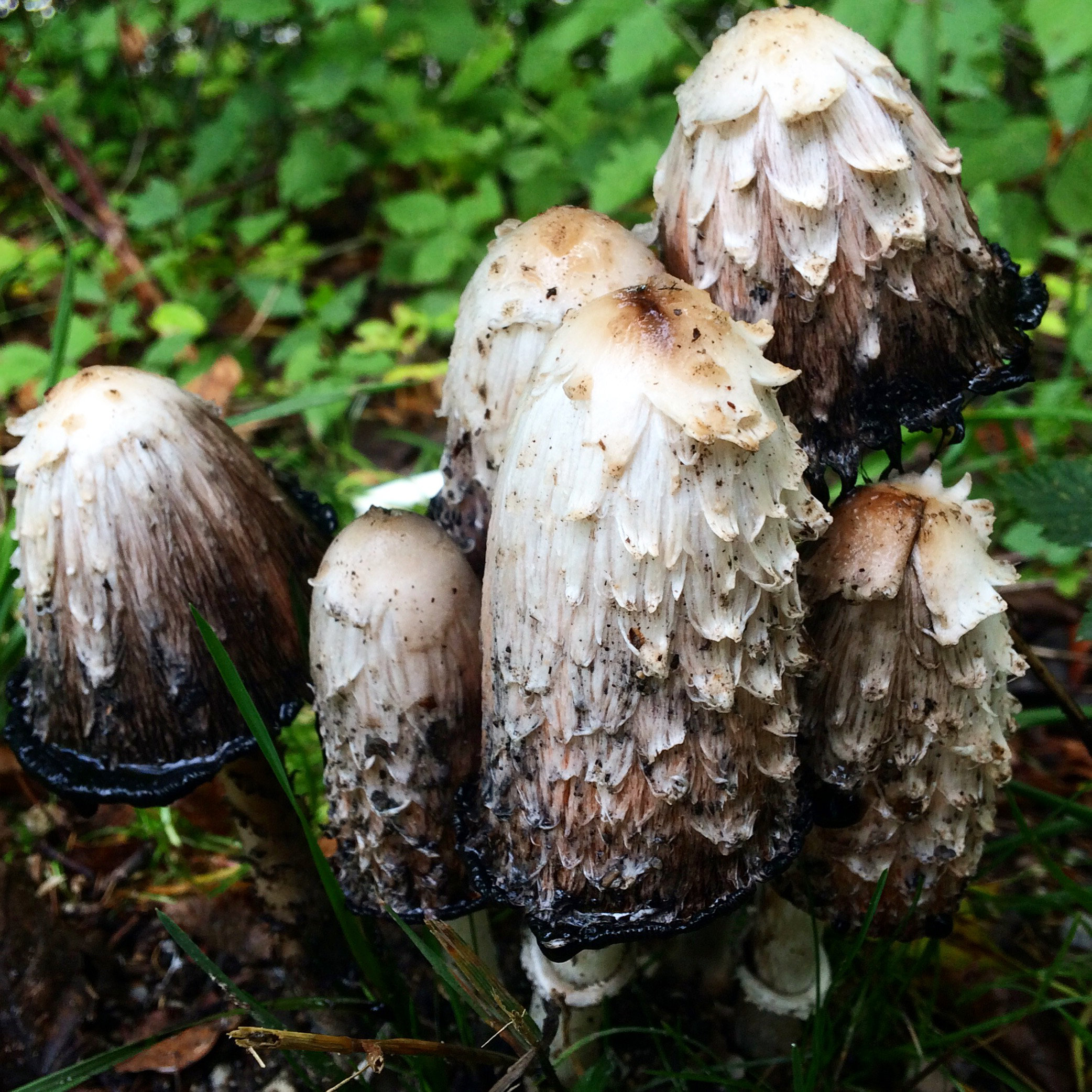Mushrooms growing in spring