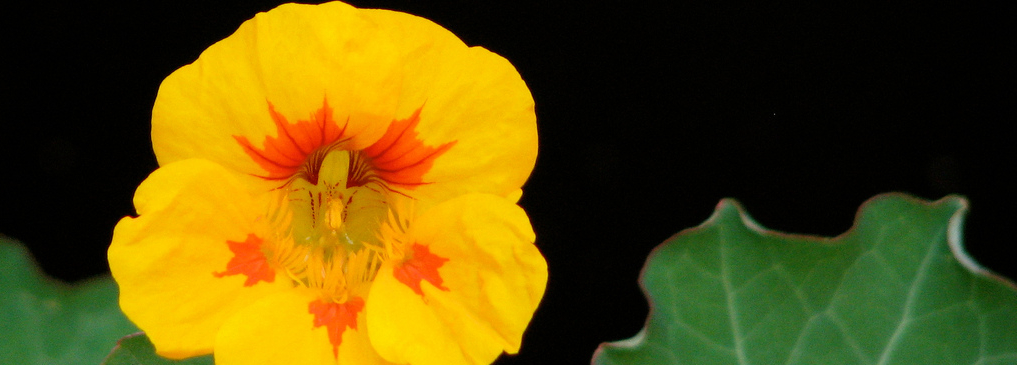 A yellow nasturtium flower stands tall in the sun, hoping to attract a bee.