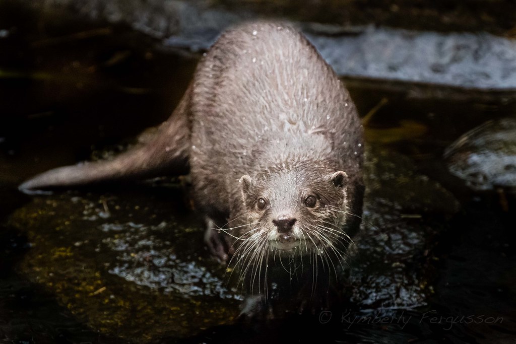 An otter looks with curiosity toward the camera as it comes out of the water
