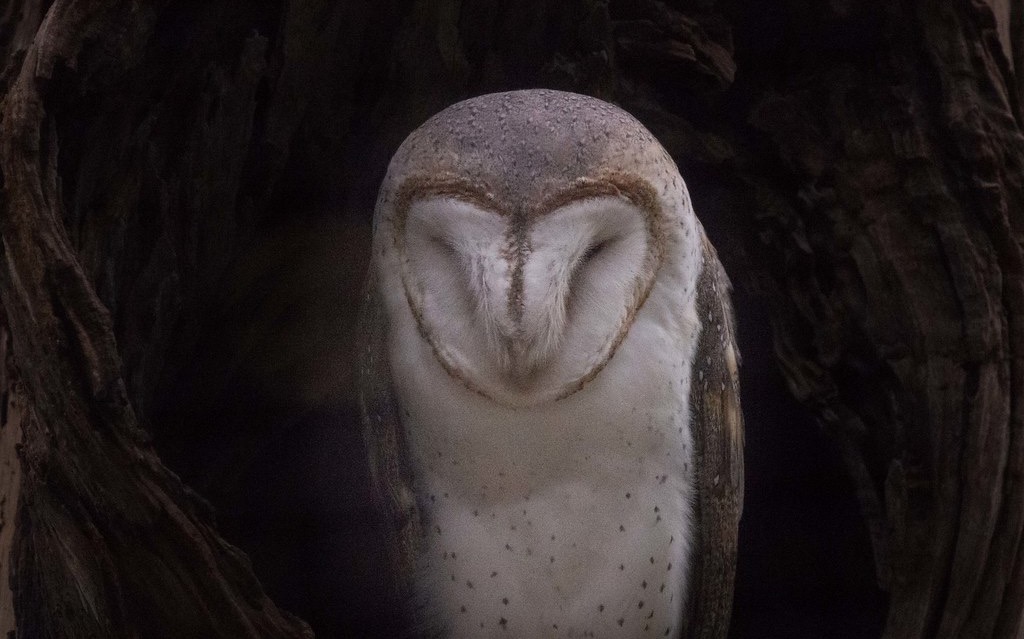 An owl rests inside a hollow tree trunk at Healesville Sanctuary in Victoria, Australia.