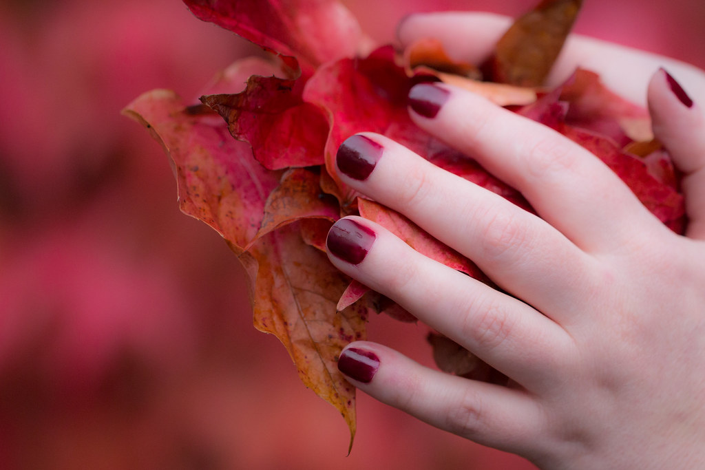 Hands with red nails hold a pile of autumn leaves