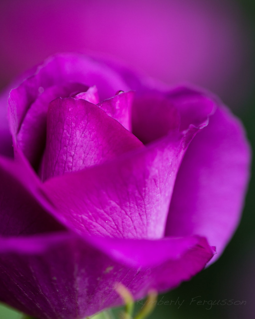 A purple rose, just about to open.
