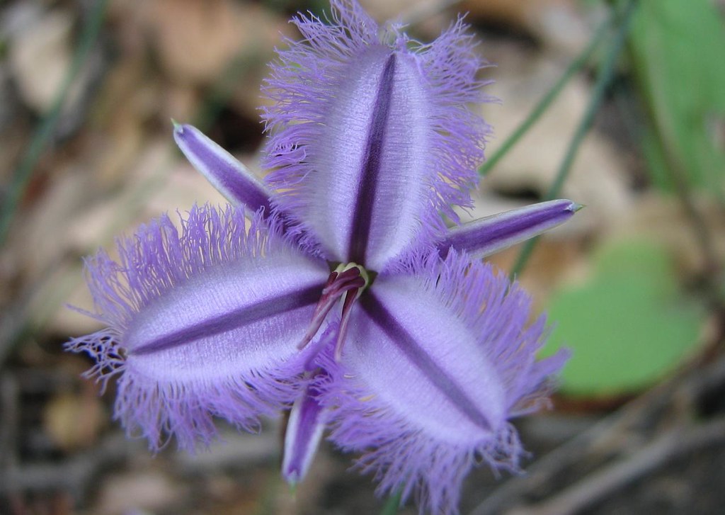A purple wildflower at the rocky beach in Western Australia in late spring/early summer