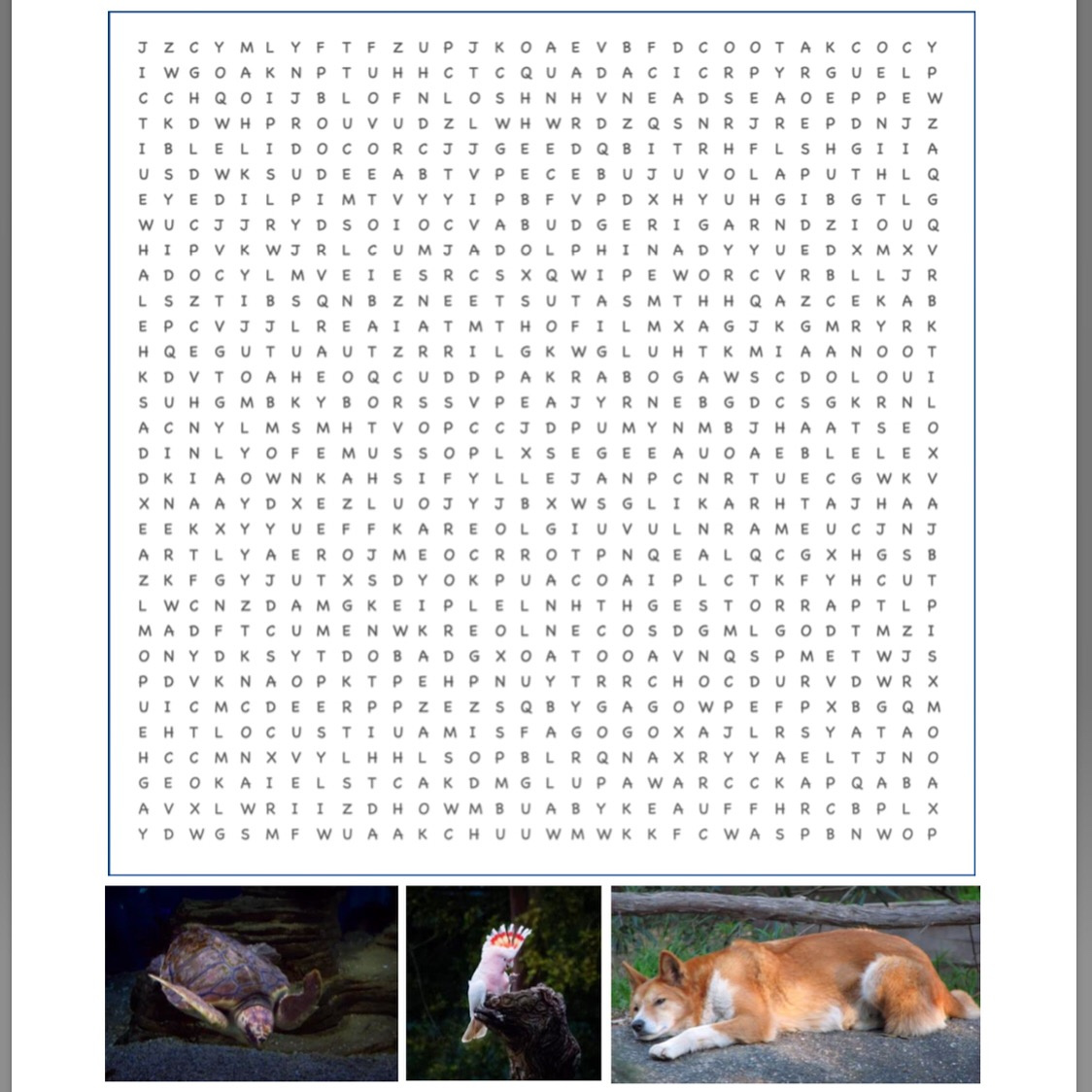 australian-animals-word-search-puzzle