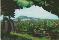 Blank postcard - Arugas mountain and banana plantations, Gran Canaria